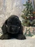 Blackie Cocker Spaniel