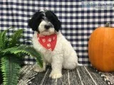 Tanner AKC Water Dog