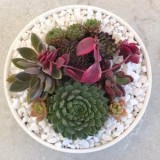 Succulent Delivery Sydney  Happylittlesucculent s.com.au