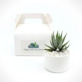Mini Succulents  Happylittlesucculent s.com.au