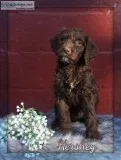 Hershey Golden English Labradoodle