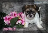 Grace shorkie