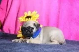 Faith Pug