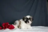 Fay Female Shihpoo