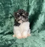 Lucky Bichapoo