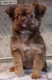 Hayden Chihuahua