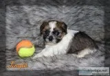 Jingle shorkie