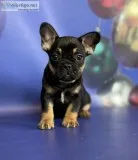 Borko French bulldog