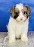 Tito cavapoo