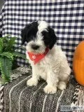 Orrville water dog