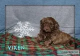 Vixen Shihpoo