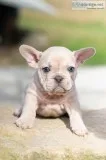 Weston french bulldog