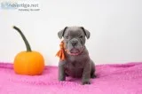 Tobbie French Bulldog