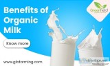 Organic cow milk gurgaon