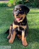 Rottweiler puppy