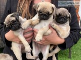 Pug Puppies