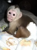 Cute female capuchin monkeys for sale