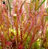 Drosera Rotundifolia  Sundewplants.co.uk