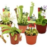 Giant Venus Fly Trap  Sundewplants.co.uk