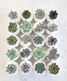 Succulent Plants Sydney  Happylittlesucculent s.com.au