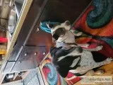 Owner passed away