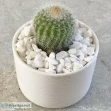Best Succulent Bowl  Happy Little Succulents