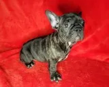 Dark chocolate brindle french bulldog boy