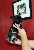 Pure breed french bulldog puppy