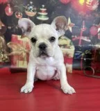 Buy cream french bulldog boy