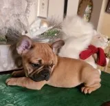 Adorable french bulldogs puppies for xmas