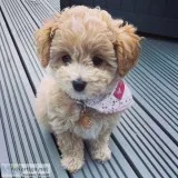 Cavapoo puppies