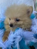 Akc male pomeranian puppies