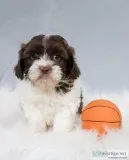 Marco shihpoo