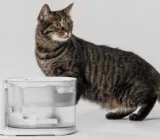 Buy Online Shop Cat Litter Box at affordable price