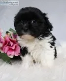 Melissa  shihpoo