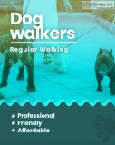 Book secured and verified dog walkers in jaipur | mr n mrs pet