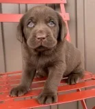 Labrador retriever puppies for adoption