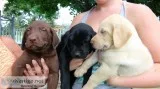 Labrador-retriever-puppies for sale