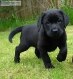 Quality labrador puppies available