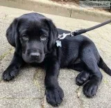Cute labrador retriever puppies ready