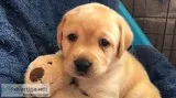 Absolute gorgeous yellow labradors retriever puppies
