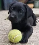 Cute male and female labrador retriever puppies