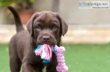Cute and playful labrador retriever puppies