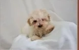 Male malti-poo puppy