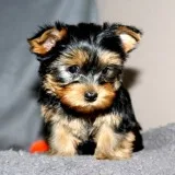 Adorable teacup and toy akc yorkie puppies