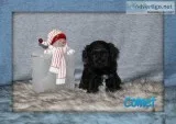 Comet shihpoo