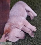 RED HEELERS PUPPIES