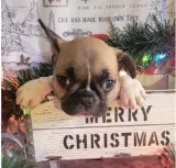 A french bulldog looking for a happy family