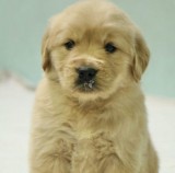 Buy labrador retriever puppies for sale in delhi ncr