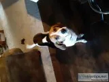 Free Dog